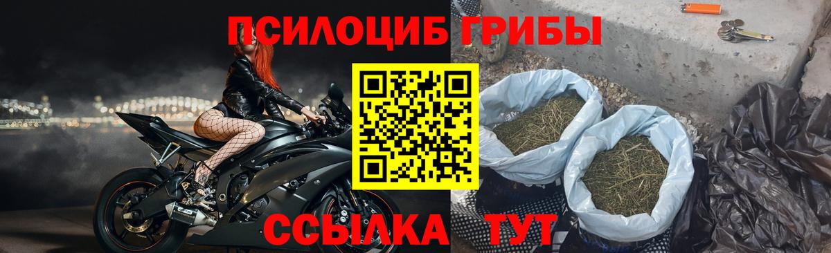 Псилоцибиновые грибы мицелий Каменск-Шахтинский
